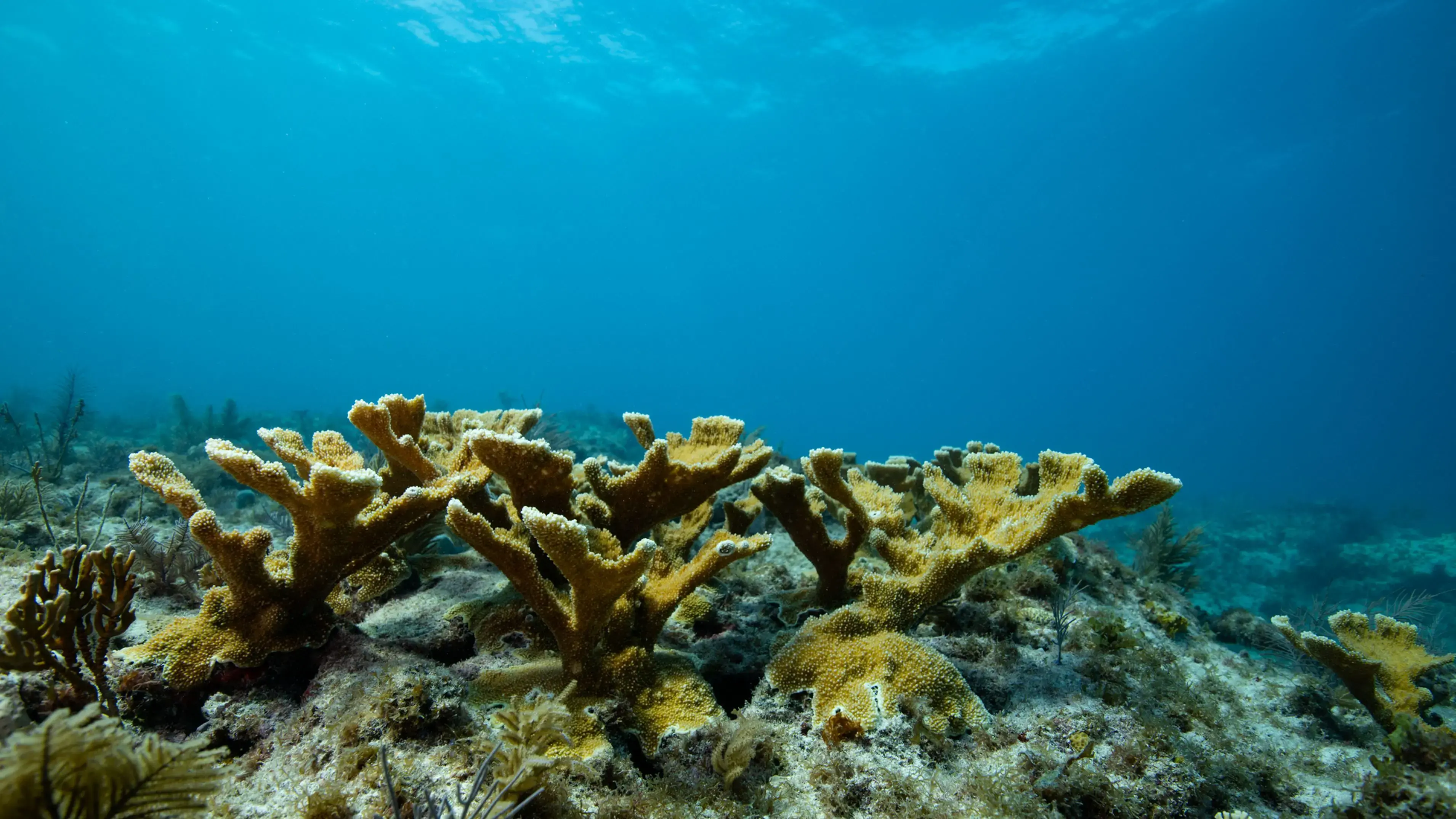 I Visited a Beautiful Coral Reef in 2022. What I Saw There This